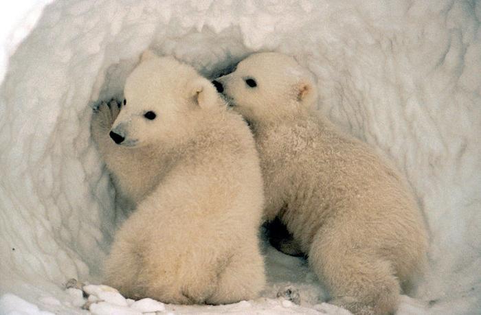Polar Bears Encroach on Human Settlements in Russia, Canada Due to Climate  Change Ice, Habitat Loss