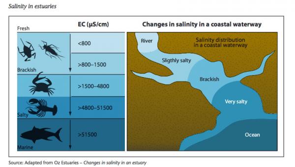 Chart of salinity in estuaries. Brackish: >800-1500 Salty: 51500-1500 Marine: 51500<