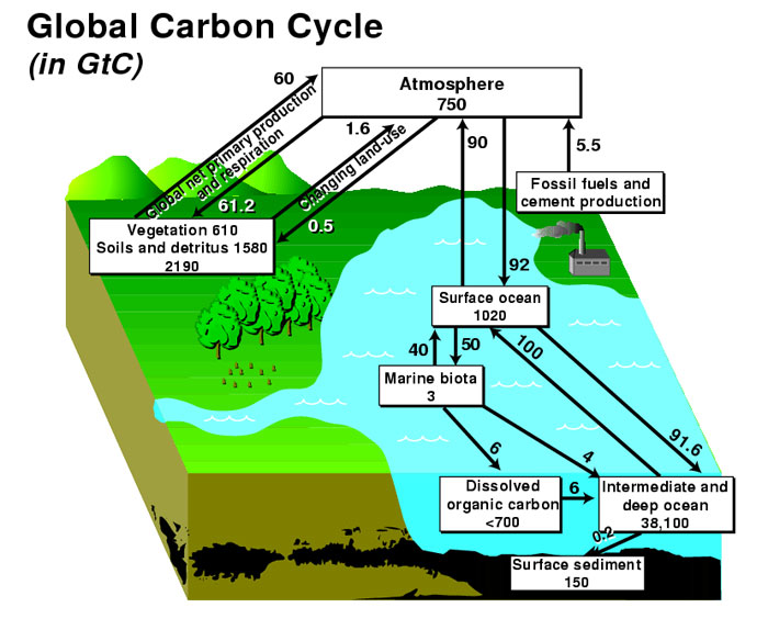 carbon cycle powerpoints