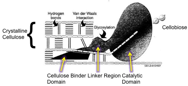 CMH attacks crystalline cellulose It has a cellulose binder domain, linker region doing glycosylation & catalytic domain yielding cellobiose