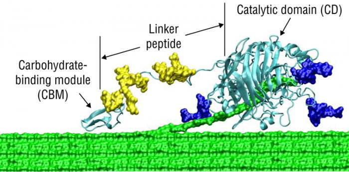 Model schematic of what cellulases look like