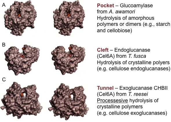 Catalytic Domains of Glycosyl Hydrolases – A) pocket, B) cleft, and C) tunnel, see text description in link below