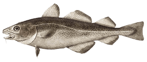 An Atlantic Cod