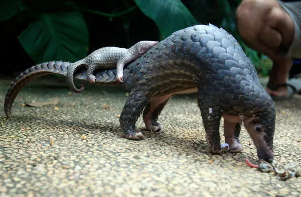 Baby Pangolin riding on mothers back