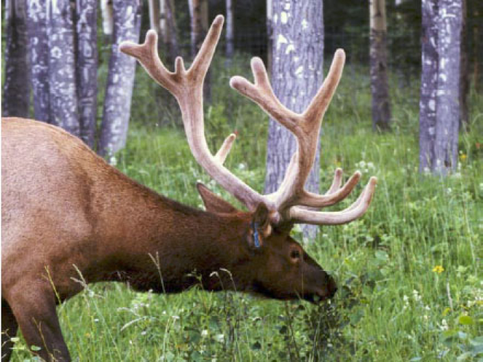 Elk eating grass, Banff National Park (Canada)