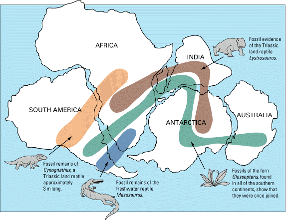 Fossil patterns across continents