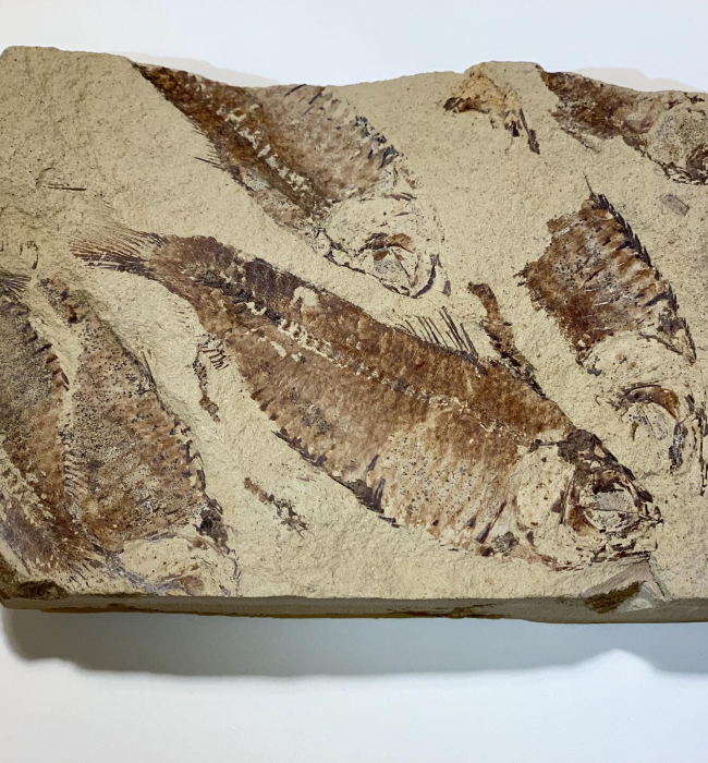 Example of fossilized fish from the Eocene Green River Formation, Wyoming.