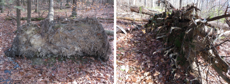 toppled trees in the forest.with root ball exposed.