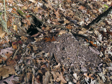 small hole in the forest floor with a pile of the excavated dirt downhill from the hole