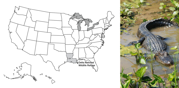 map of US with  Delta National Wildlife Refuge highlighted and right, an alligator