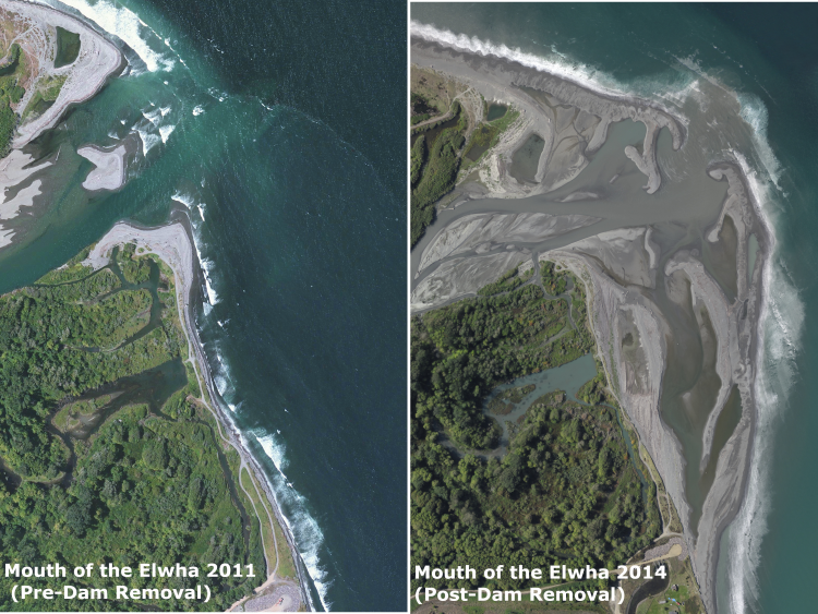 before and after pictures of the river post dam removal = more land visible where the river used to be