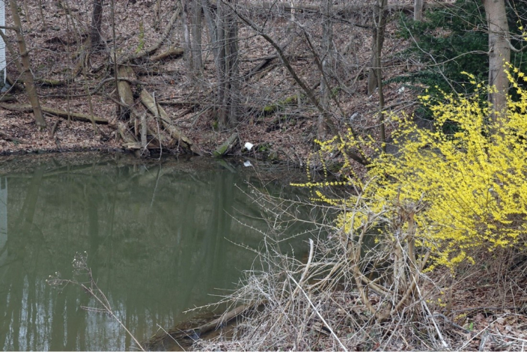 A spring-  a pool of water surrounded by forest. See caption for details.