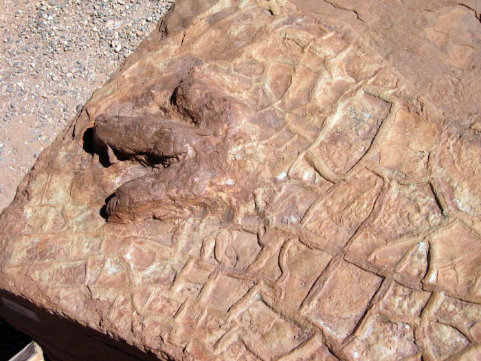 Cast of Eubrontes dinosaur track