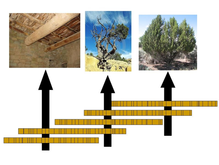 A National Park Service illustration of “cross-dating”, matching patterns of rings in overlapping sections of living and dead trees to make a record longer than the life of one tree.   Described in greater detail in the text.