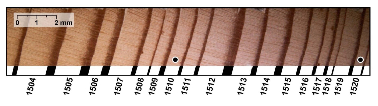 close up of tree rings from 1504 - 1520 AD. The rings are wider closer to 1504 and thinner towards 1520 with significant variation throughout.