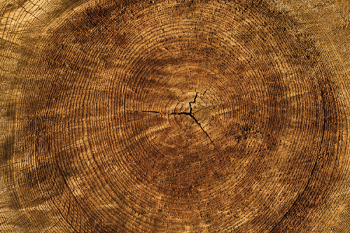 close up of tree rings