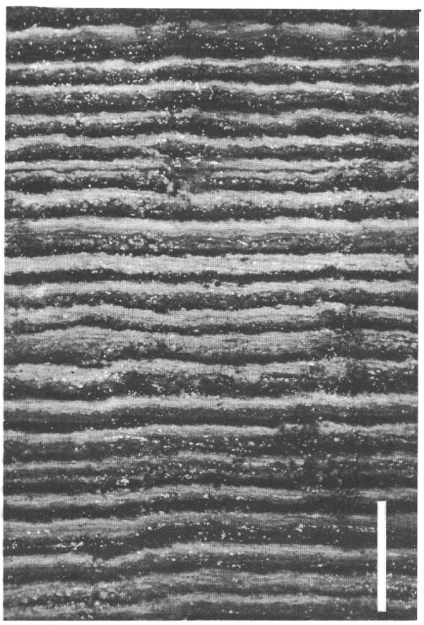 black and white photo showing layers of black sediment (fine) and white sediment. (coarse)