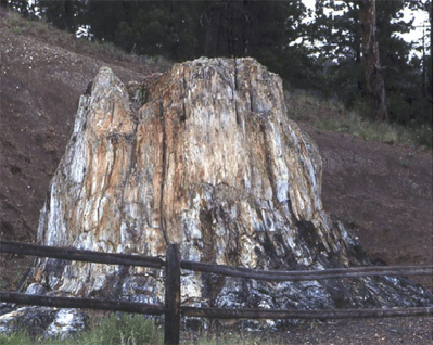 Petrified sequoia tree stump behind a fence and trees in the background.