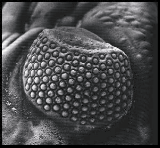 Close up of the eye of a Phacops trilobite in black and white.