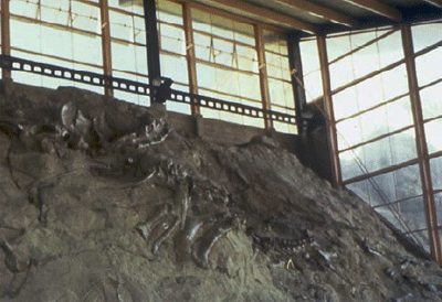 The Dinosaur Quarry, Dinosaur National Monument showing bones of dinosaurs