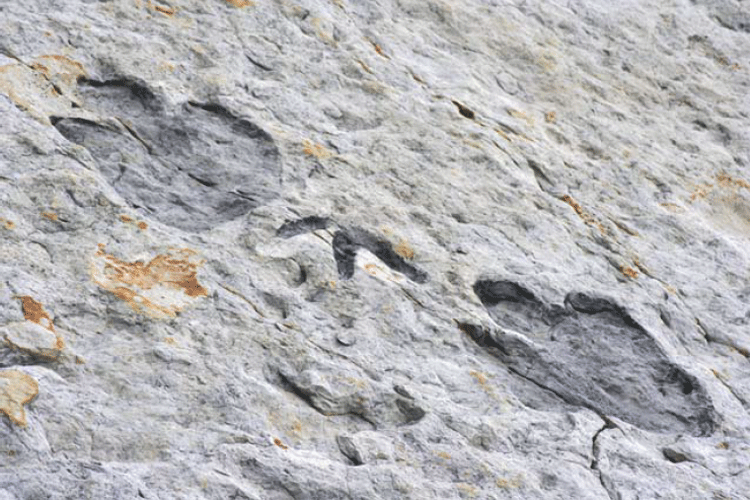 Dinosaur footprints in the Rocks, Dinosaur Ridge, Colorado.