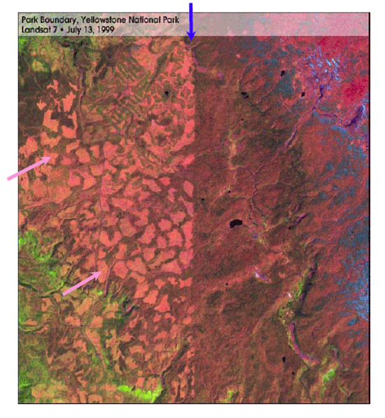 Landsat-7 image of mature forest in Yellowstone (right) beside logged forest in Targhee National Forest (left)