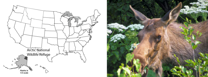 Left: Map of the US with Arctic National Wildlife Refuge, Alaska highlighted, Right: A picture of a female moose in the woods