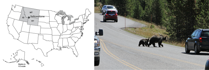 Map of US with Yellowstone highlighted. Mother grizzly bear and two cubs crossing the highway near Glacier National Park, Montana.