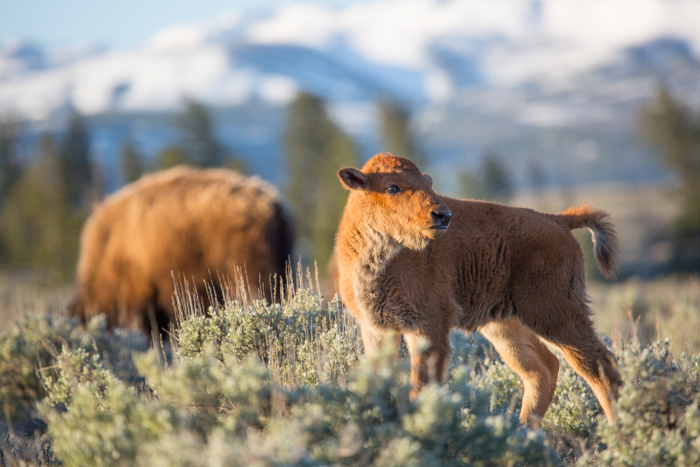 2 young bison standing in a field with a mountain range in the background.