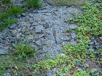 broken up blacktop with vegitation growing out of it. 