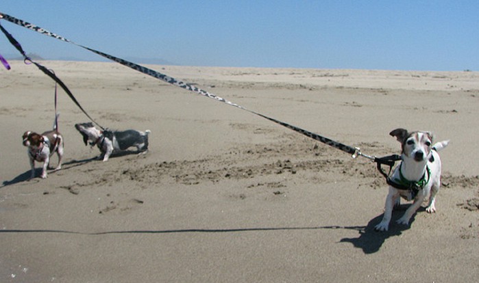 photograph of three dogs on leashes being walked on the beach. One dog is pulling on his leash. 