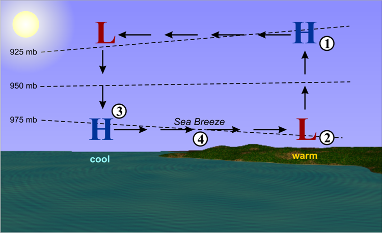 Schematic showing the steps in the development of a sea breeze circulation.